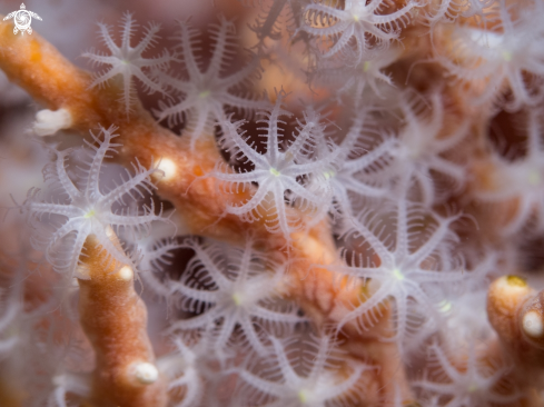 A Snowflake octocoral