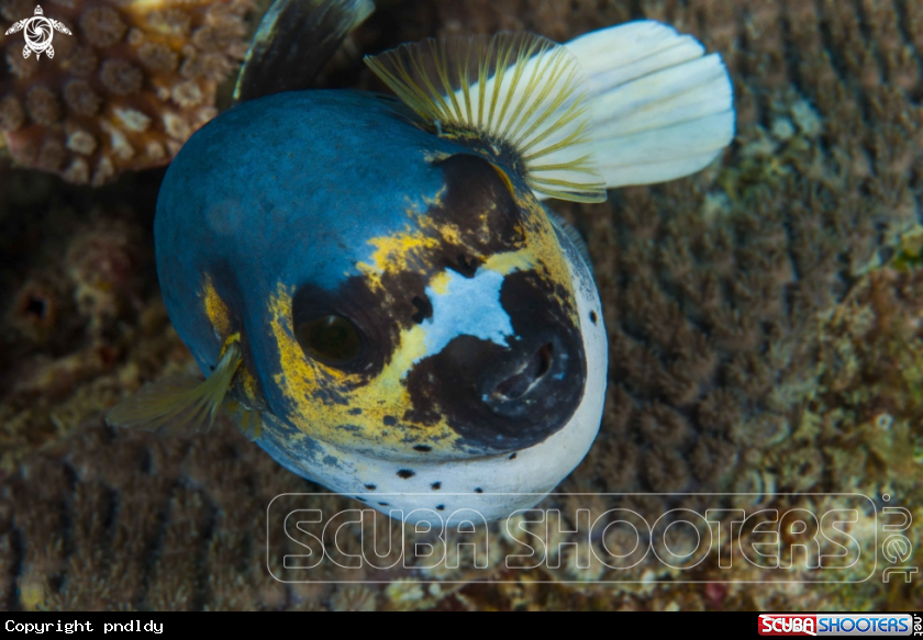 A Black spotted puffer