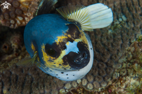 A arothron nigropunctatus | Black spotted puffer