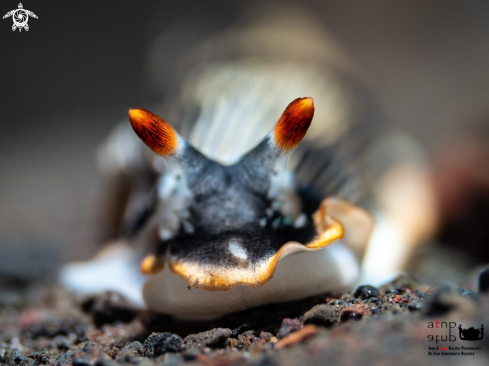 A Armina sp. | Nudibranch