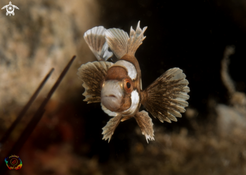 A Plectorhinchus chaetodonoides | Harlequin sweetlip - juvenile  