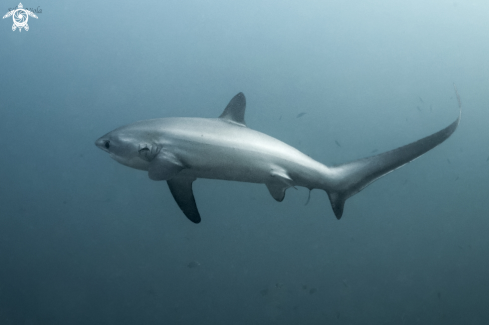 A Alopias pelagicus | Pelagic Thresher Shark