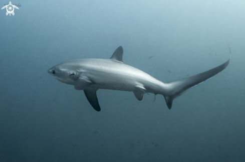 A Pelagic Thresher Shark