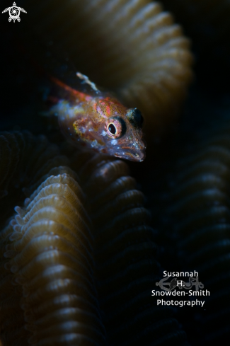 A Flagfin Blenny