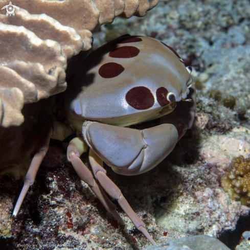 A Carpilius maculatus | Crab