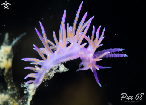 A Flabellina affinis