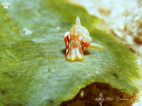 A Nudibranch