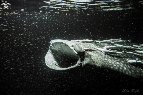 A Whale Shark