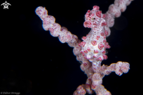 A Pigmy seahorse