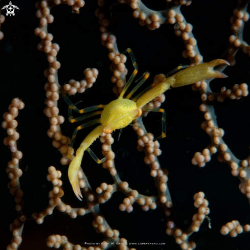 A Yellow Crab