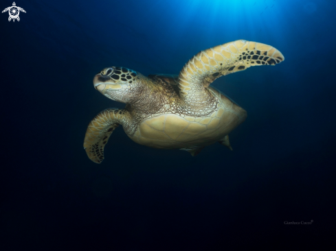 A Chelonia mydas | Green turtle