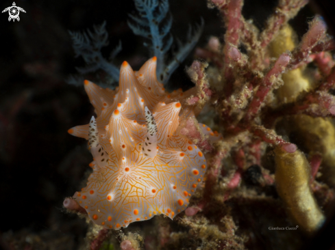 A Halgerda Nudibranch