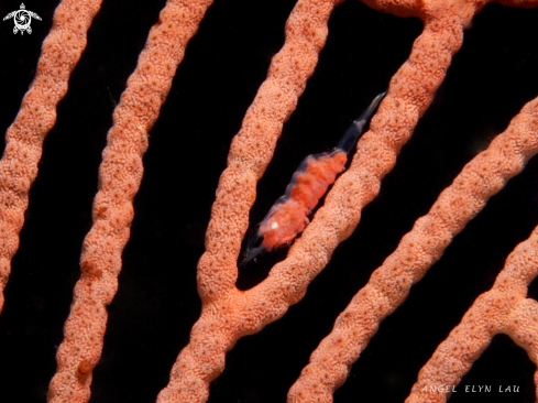 A Gorgonian Shrimp