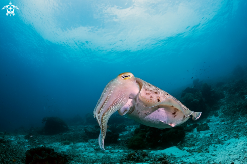 A Cuttlefish