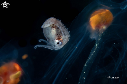 A Paper Nautilus Juvenile