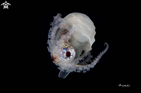 A Paper Nautilus