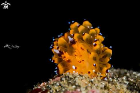 A Nudibranch