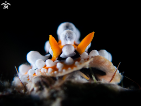 A nudibranch