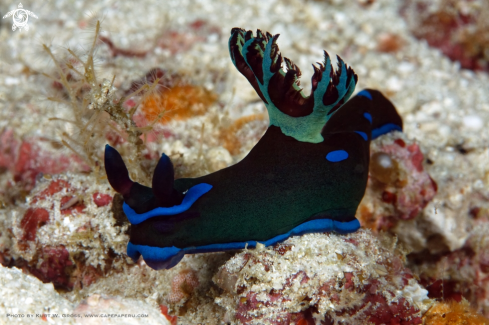 A Black Nudi