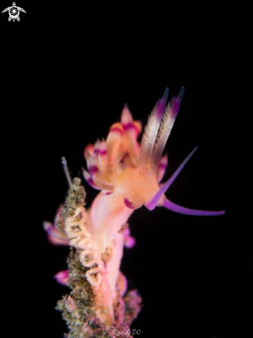 A Nudibranch