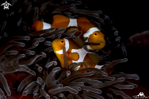 A Clownfish