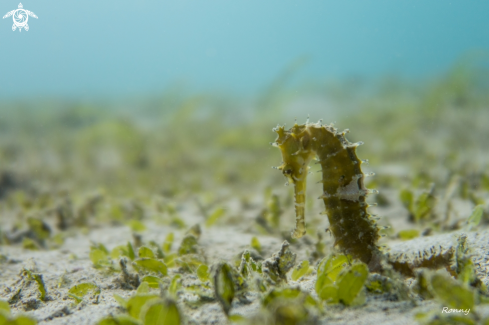 A Hippocampus Histrix | Sea Horse