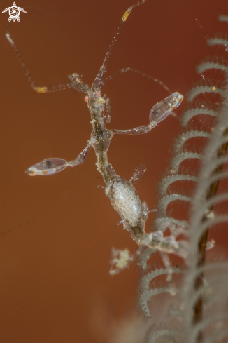 A Skeleton shrimp