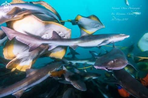 A Banded houndshark and Stingray 