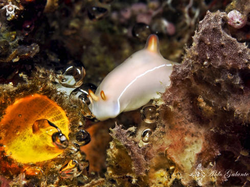 A Nudibranch Chromodoris