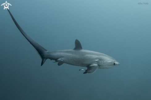 A Alopias pelagicus | Pelagic Thresher Shark 