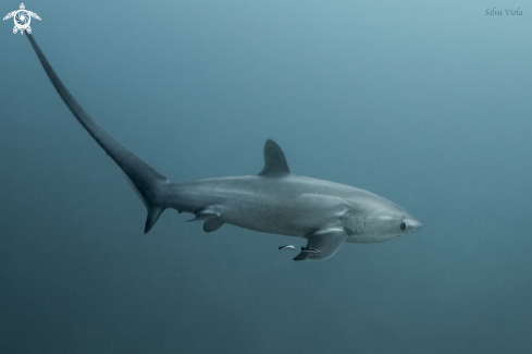 A Pelagic Thresher Shark 