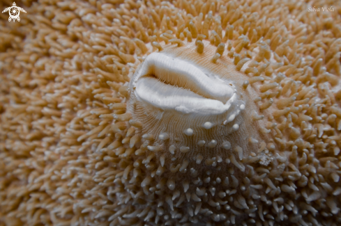 A Amplexidiscus fenestrafer | Elephant ear coral 