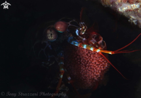 A Peacock Mantis Shrimp