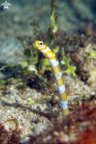 A Gorgasia preclara | Orange-barred Garden Eel