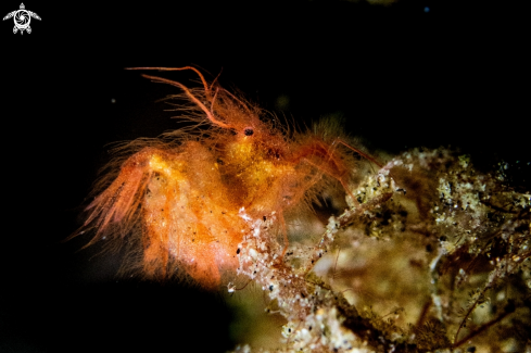 A Hairy shrimp