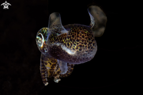 A Bob-tailed squid