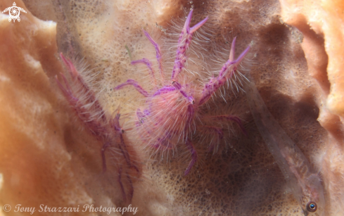 A Pink hairy Squat Lobster