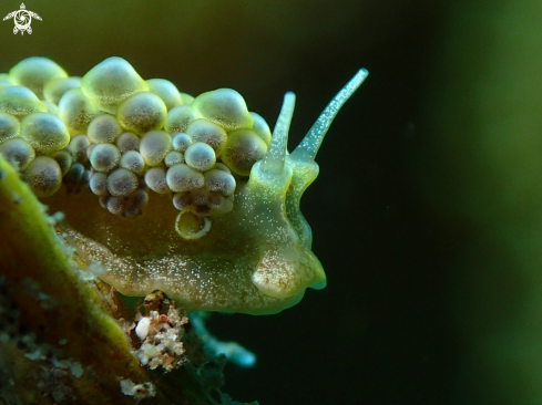 A Nudibranch