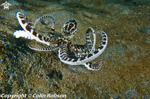 A mimic octopus