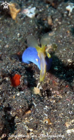 A Rhinomuraena quaesita | Ribbon eel