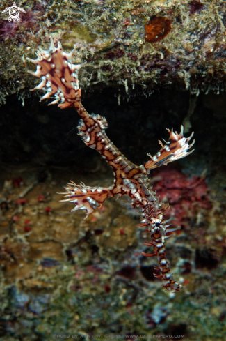 A Solenostomus paradoxus | Ornate Ghost Pipefish