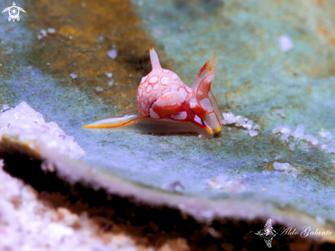 A Nudibranch