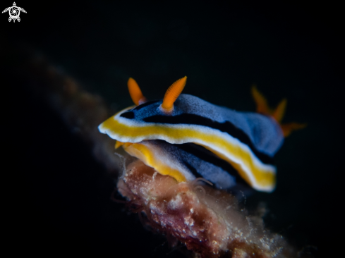 A Nudibranch