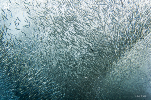 A Sardine