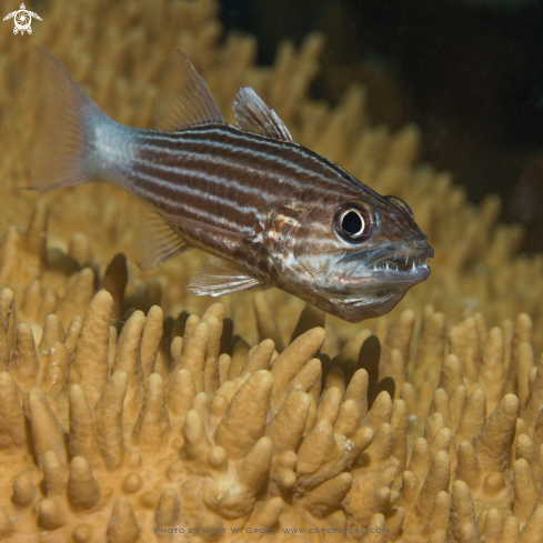 A Cheilodipterus macrodon | Tiger Cardinalfish