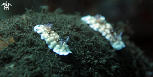 A Bus stop nudibranch