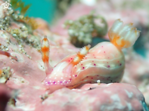 A Nudibranch