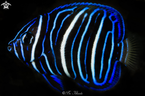 A Angelfish 