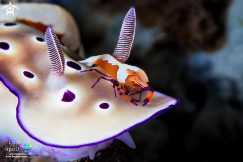 A Zenopontonia rex atop Hypselodoris tryoni | Zenopontonia rex atop Hypselodoris tryoni