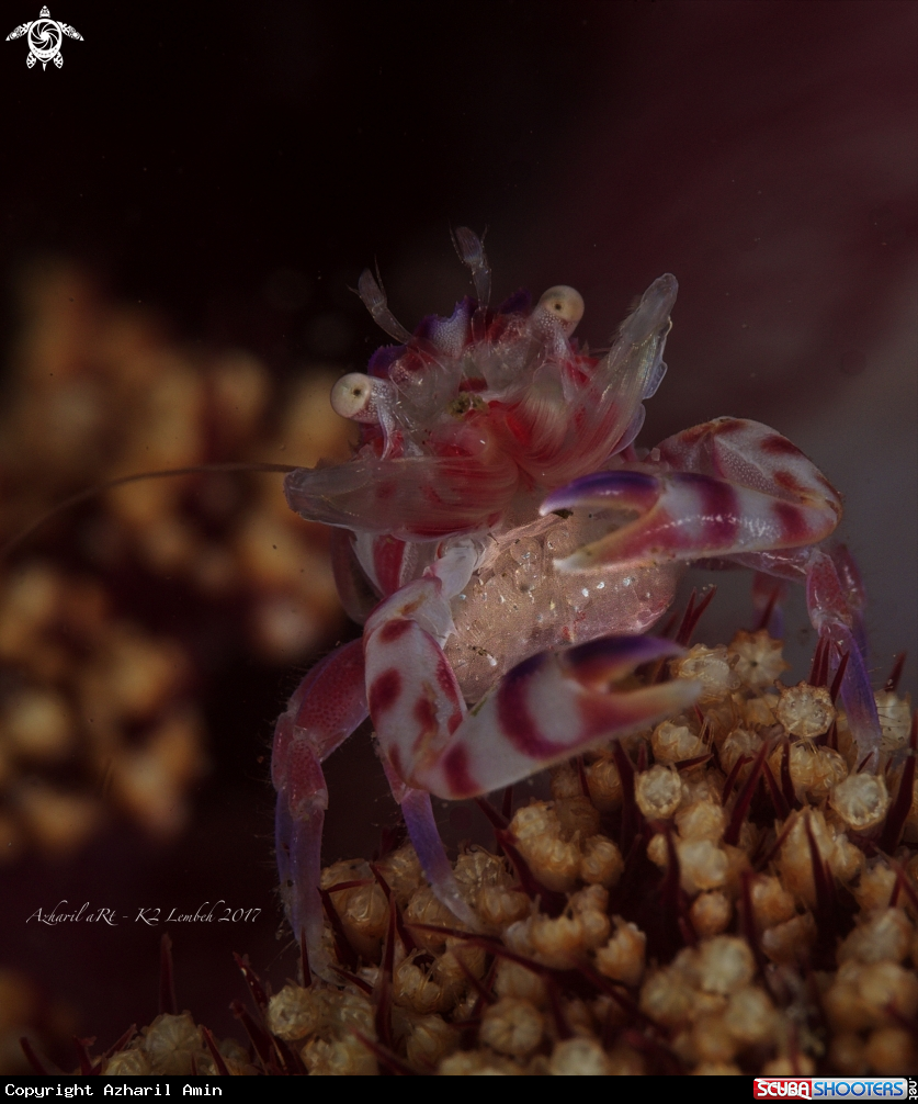 A Soft Coral Crab